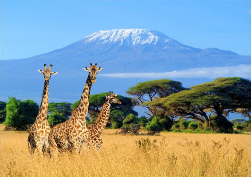 Kilimanjaro - Wish List